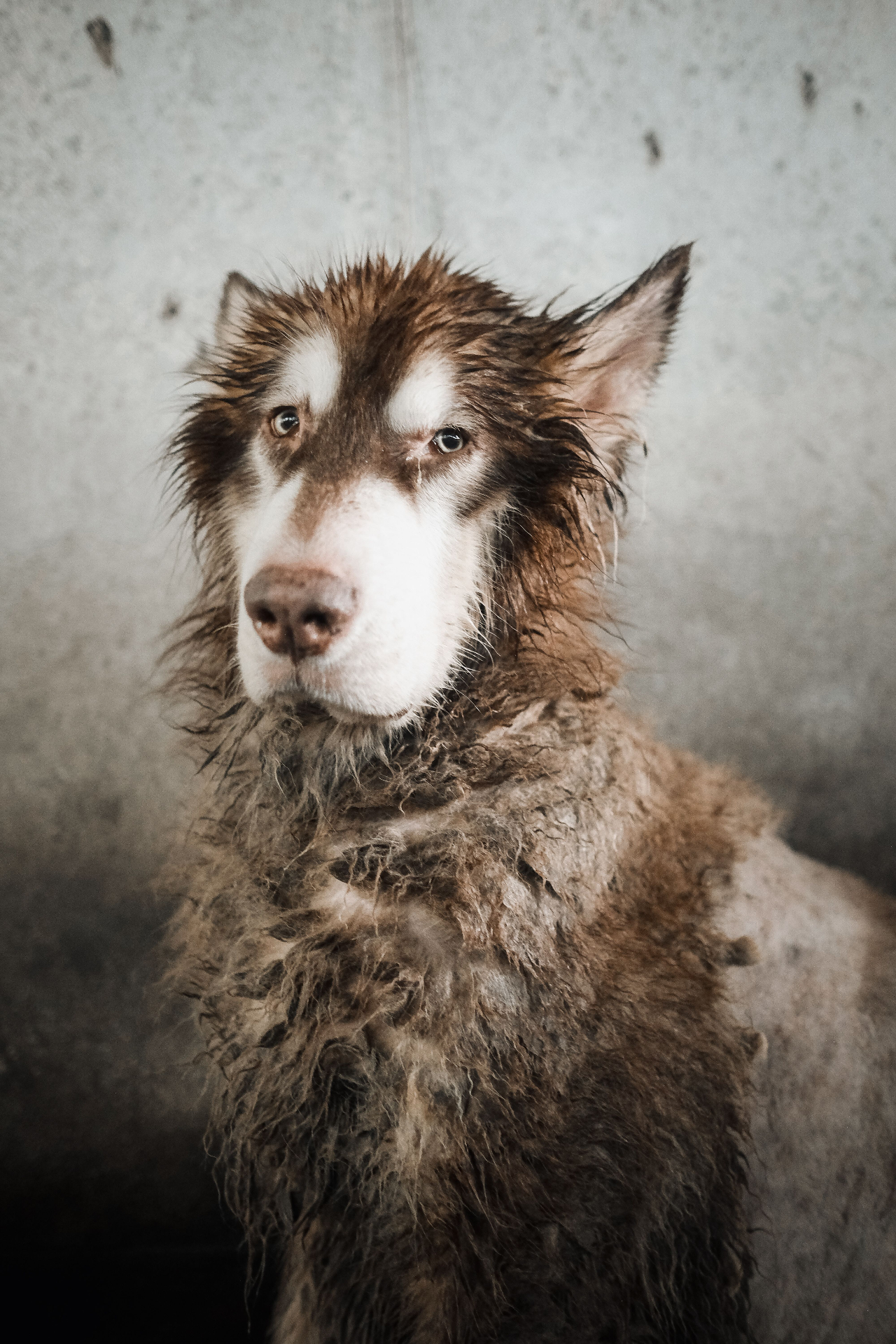 A muddy husky staring straight ahead
