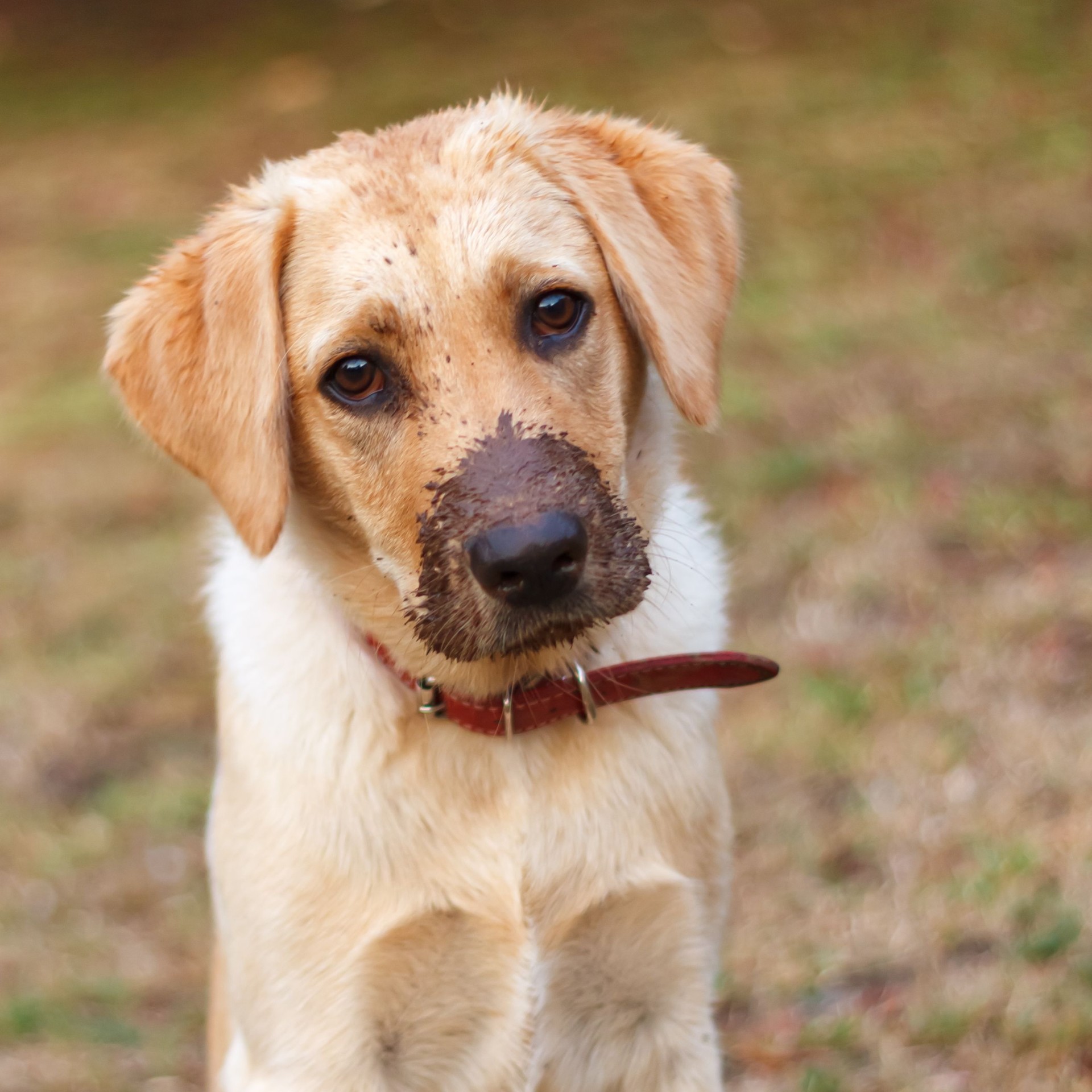A yellow lab puppy with a muddy nose