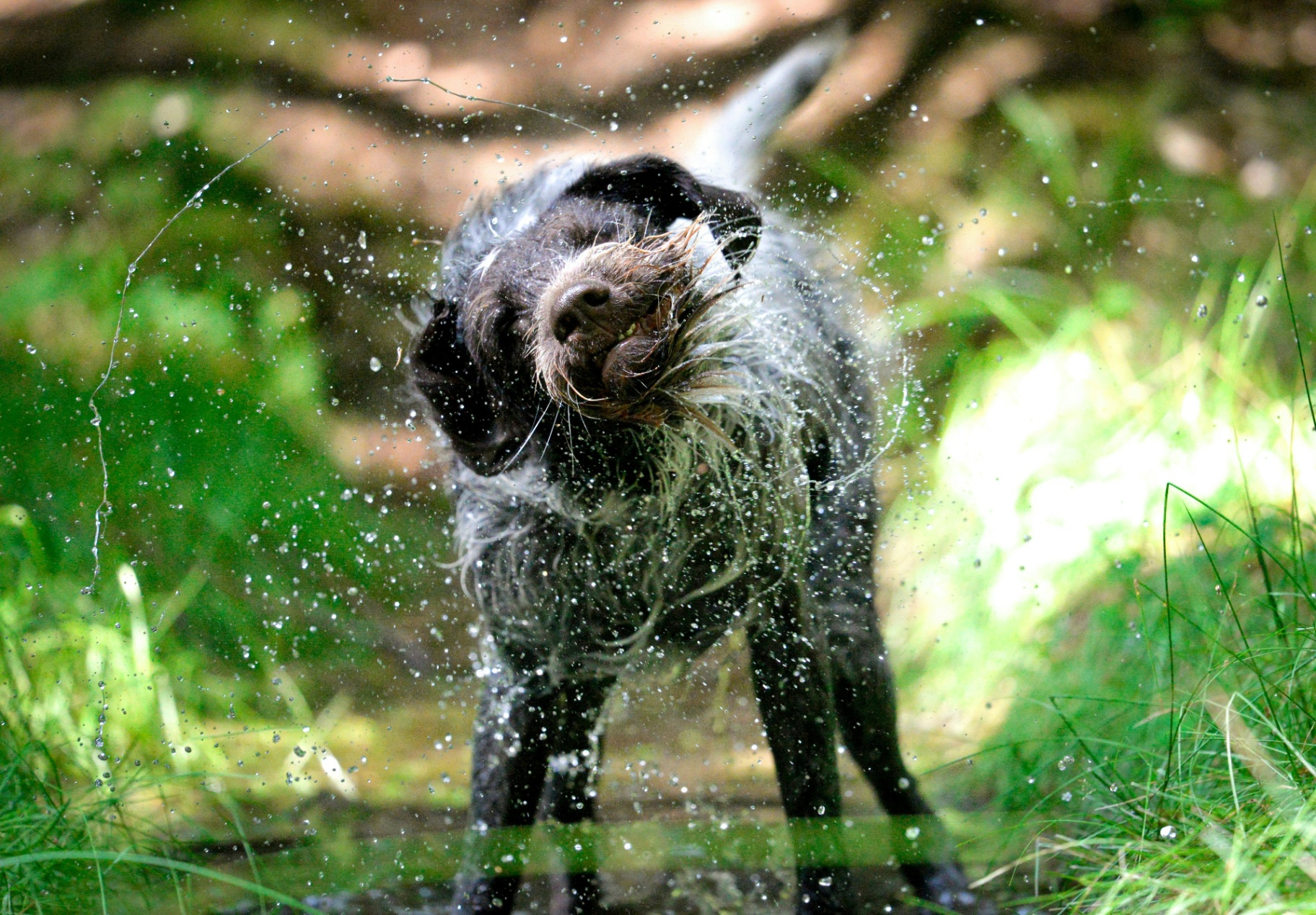 A happy dog shaking water off in the sunshine