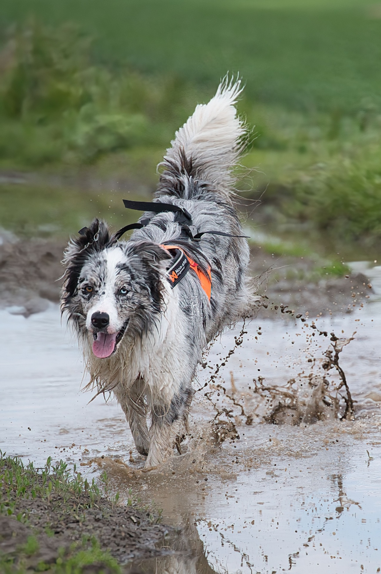 A dog splashing through a puddle