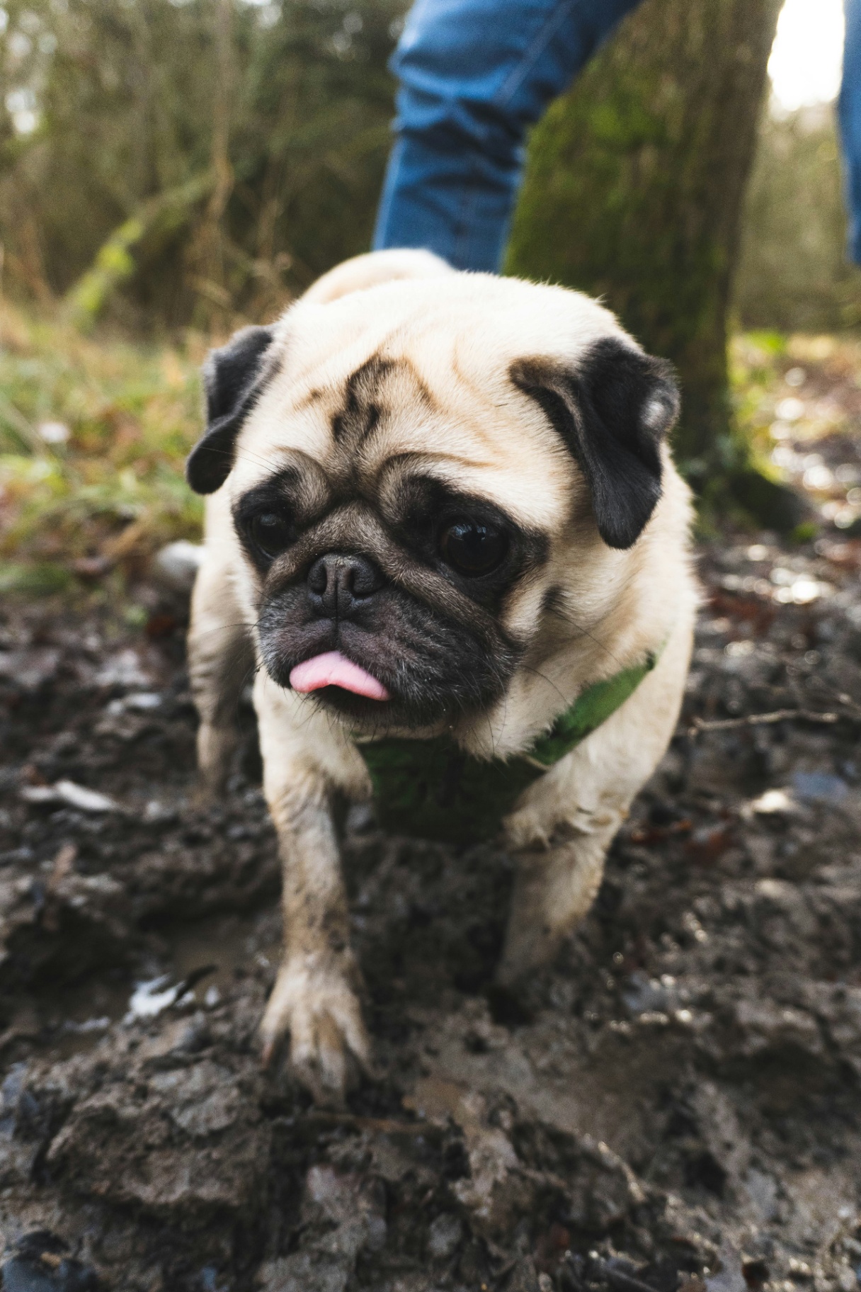 A muddy pug on a woodland trail